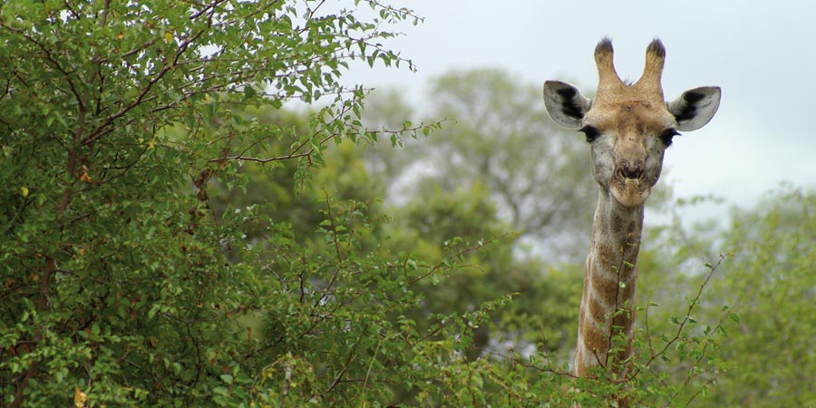 Giraffe Kruger National Park