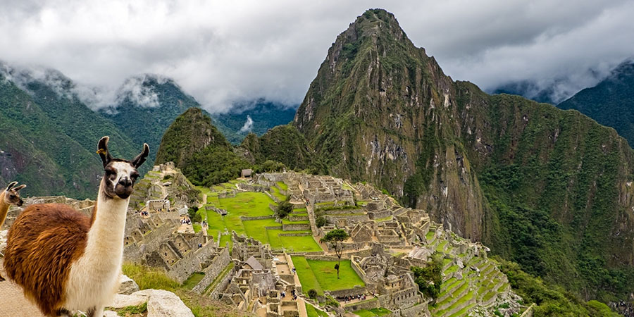 Peru Machu Picchu Llama