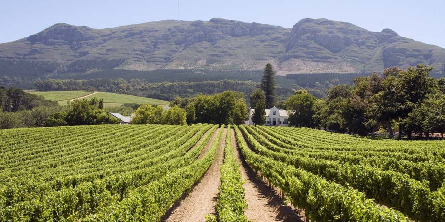 Stellenbosch Vineyard