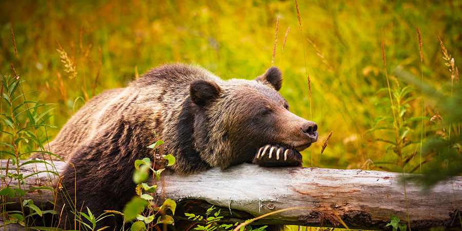 grizzly-bear-banff-national-park