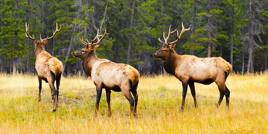 male-elk-banff-national-park
