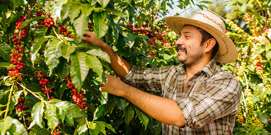 Colombia Harvesting Arabica Beans