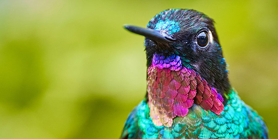 Colombia Hummingbird