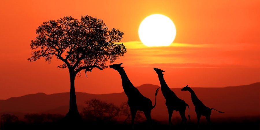 South African giraffes at sunset