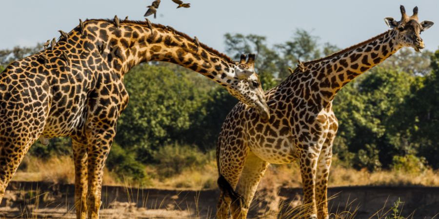 Giraffes in the wild.