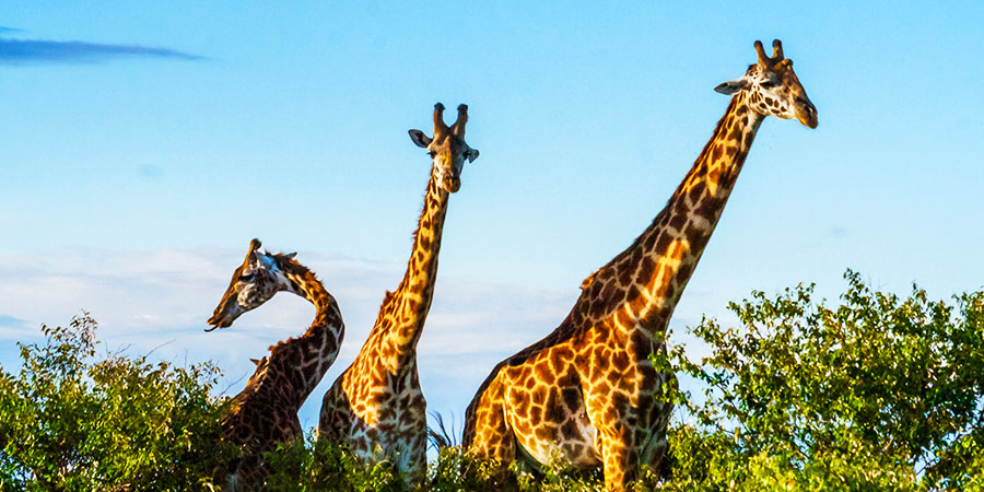 selous-game-reserve-giraffe-africa